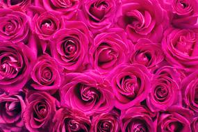 large bouquet of pink roses, background