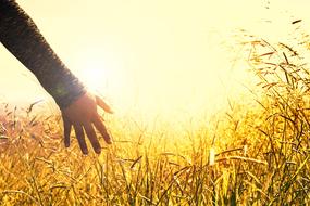Hands Grasses