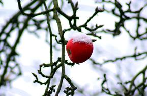 red apple on bare Tree at snowy Winter