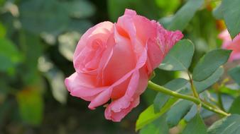 Rose Flower Beauty in garden