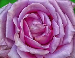 purple rosebud, close-up