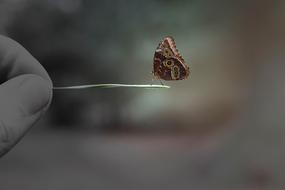 macro view of Butterfly Insect Sit