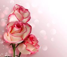 Beautiful colorful rose flowers and bubbles clipart