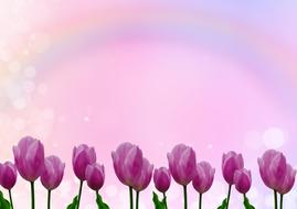 purple tulips on pink sky background