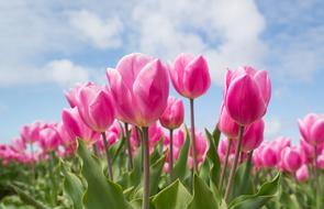 A lot of the beautiful pink tulip flowers