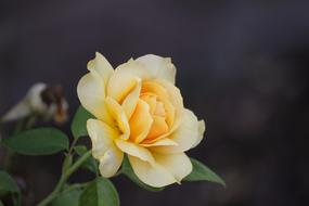 Close-up of the beautiful, yellow and orange, gradient rose, with the green leaves, at blurred background