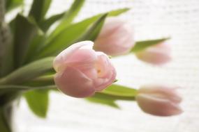 Close-up of the beautiful, blooming, pink tulip flowers with green leaves, in light