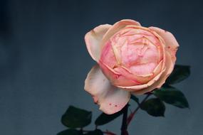cute wonderful Rose