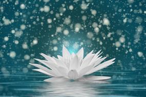 Beautiful white water lily with the bokeh effect