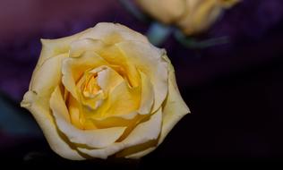 wonderful Rose Yellow