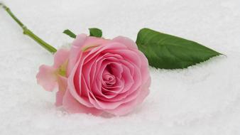Rose Winter
