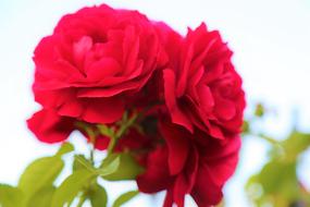 closeup view photo of Red Rose Flowers