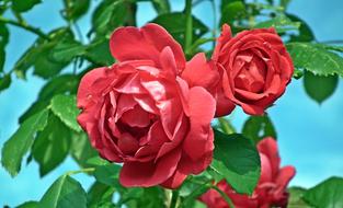 enchanting Red Flowers