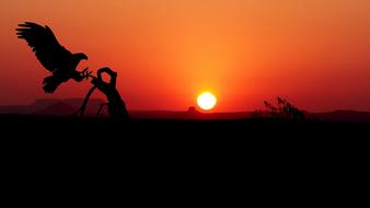 silhouette of a landing eagle