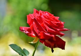 gentle Rose Red Blossom