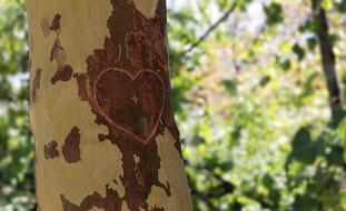 painted pink heart on a tree trunk