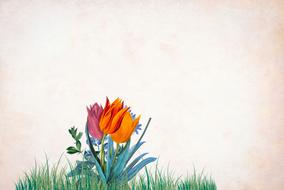 vintage background with tulips