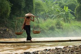 Asian person with the wicker baskets, in hat, walking in the beautiful river, among the green plants