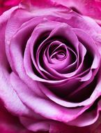 Rose Pink Noble Greeting card
