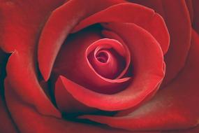 Close-up of the beautiful, blossoming red rose flower with petals