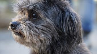 portrait of adorable hybrid dog