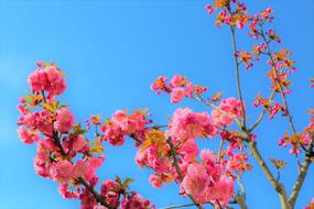 Beautiful rose flowers at blue sky background