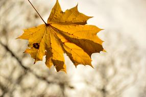 yellow maple Leaf at blur background
