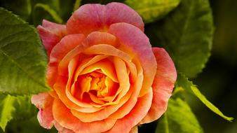 delicate romantic orange rose