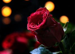 red rose on dark blurred background