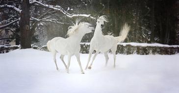 two white horses plays near forest on Snowy Winter