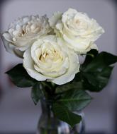 three white roses in a vase