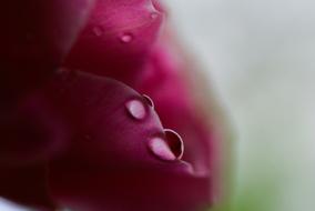 water droplets on roses close up