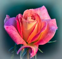 photo of pink rose on a green background