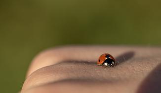 Beautiful and colorful ladybug on the cloth at blurred background