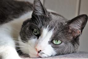 Beautiful black and white lying cat