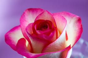 rose on the purple background