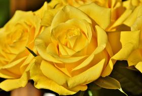 Beautiful bouquet of the yellow flowers