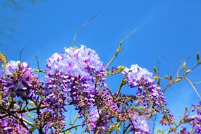 purple flowering tree against blue sky