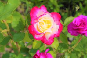 bright bicolor rose on a bush in a blurred background