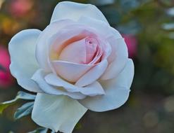 macro photo of a white fragrant rose