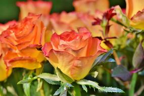 delicate romantic roses bloom in the garden