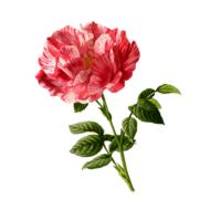rose flower vintage art drawing