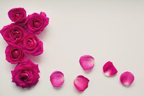 pink Roses Petals Floral