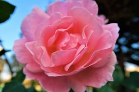 fluffy Pink wide open Rose close up