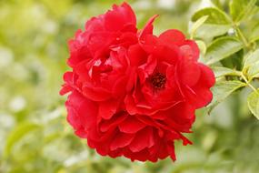enchanting Red Roses