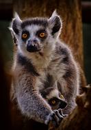 lemur with round yellow eyes