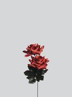 drawn artificial roses