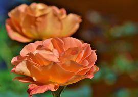 orange Floribunda Rose