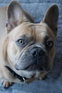 portrait of an attentive bulldog