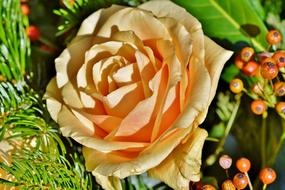 Beautiful, blossoming, yellow and orange rose flower among the red berries